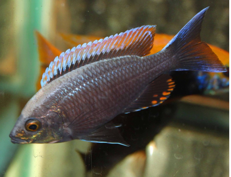 Copadichromis sp. 'firecrest' Gome